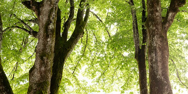 Hochzeitsfotos - Copyright und Rechte: Bilder frei verwendbar - Mondsee - Like two trees so strong. - Sandra Matanovic Hochzeitsfotografin Kärnten, Steiermark & Kroatien