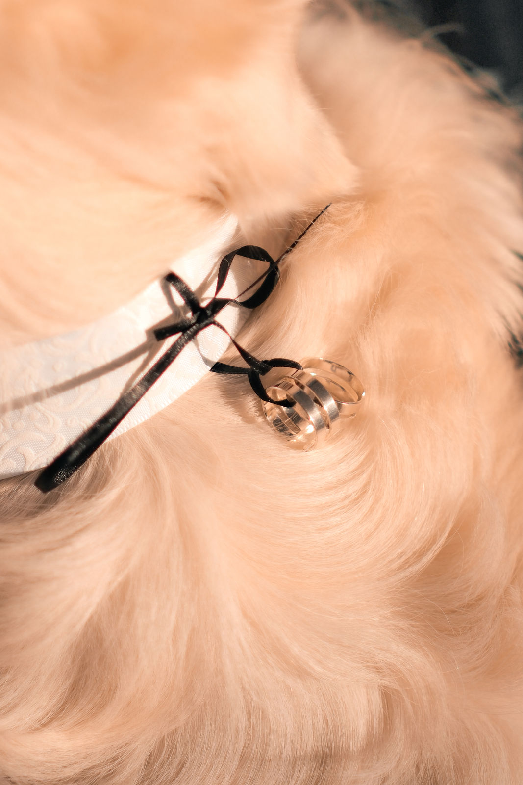 Hochzeitsfotos - PLZ 91052 (Deutschland) - Francesco Calarota