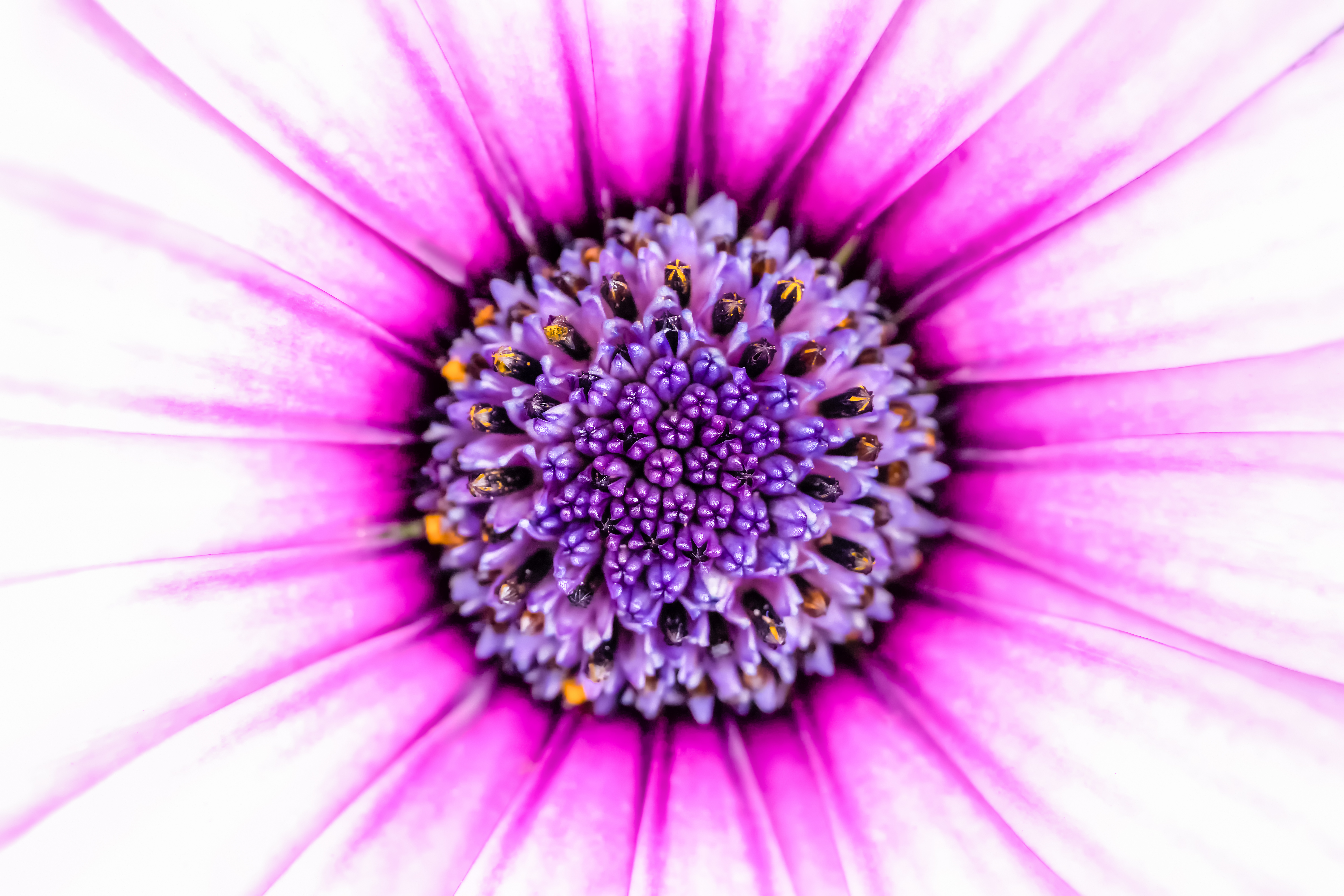 Hochzeitsfotograf: Christoph Cejka