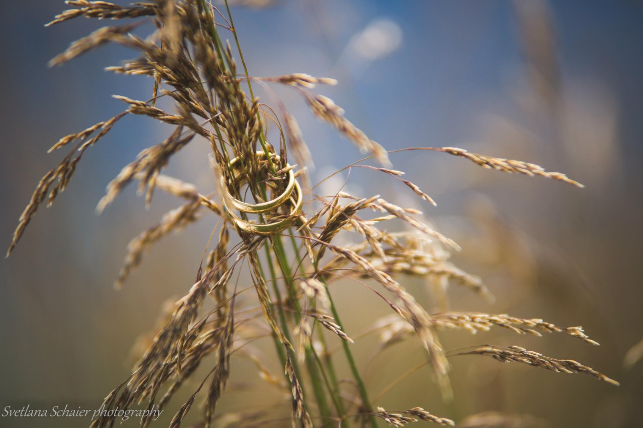 Hochzeitsfotograf: Svetlana Schaier Fotografie 