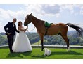 Hochzeitsfotograf: Hochzeit mit Pferd & Hund in Gambitz - Fink Pictures by Iris Fink 